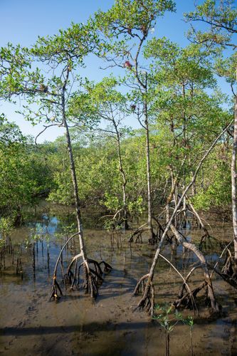 Manguezal da RPPN Reserva Ecológica do Sebuí ou RPPN Reserva Particular do Patrimônio Natural Sebuí