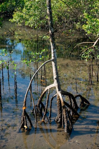 Manguezal da RPPN Reserva Ecológica do Sebuí ou RPPN Reserva Particular do Patrimônio Natural Sebuí