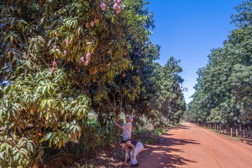 estrada da manga | Pulsar Imagens | Banco imagens do Brasil