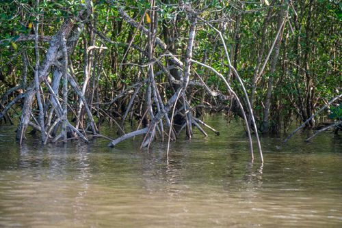 Raízes aéreas de manguezal inundado pela maré alta no Parque Estadual da Restinga de Bertioga.