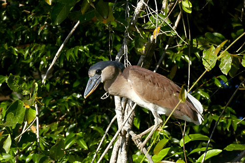 Arapapá - também conhecido como arataiá , arataiaçu , socó-de-bico-largo e tamatiá
