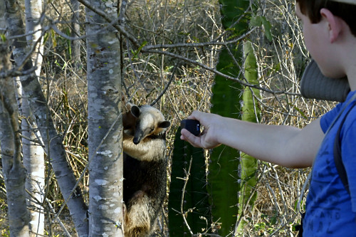 Ecoturista fotografando tamanduá-mirim - também chamado de melete ou mixila
