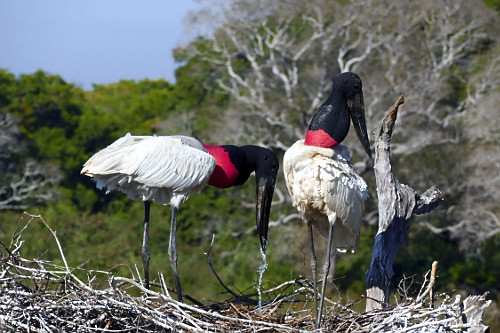 Tuiuiús - 