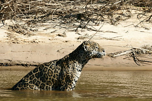 Onça pintada - espécie ameaçada de extinção - também denominada acanguçu , canguçu , jaguar , jaguarap