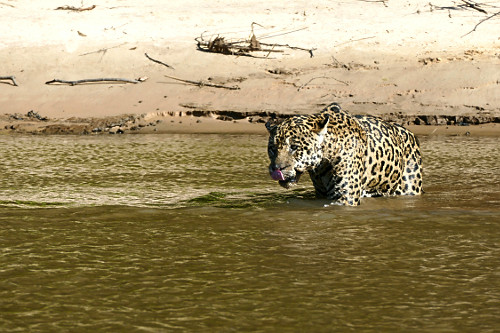 Onça pintada - espécie ameaçada de extinção - também denominada acanguçu , canguçu , jaguar , jaguarap