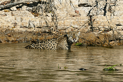 Onça pintada - espécie ameaçada de extinção - também denominada acanguçu , canguçu , jaguar , jaguarap