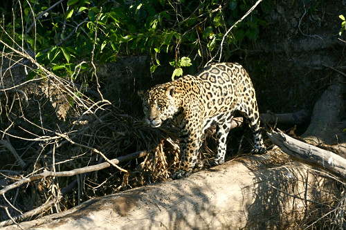Onça pintada - espécie ameaçada de extinção - também denominada acanguçu , canguçu , jaguar , jaguarap