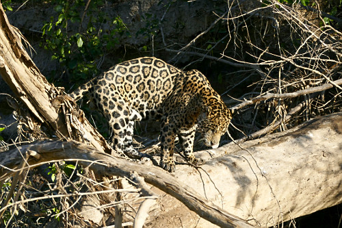 Onça pintada - espécie ameaçada de extinção - também denominada acanguçu , canguçu , jaguar , jaguarap