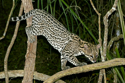 Jaguatirica - 