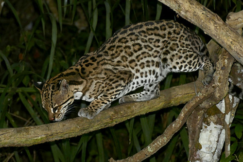 Jaguatirica - 