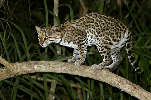 Jaguatirica - 