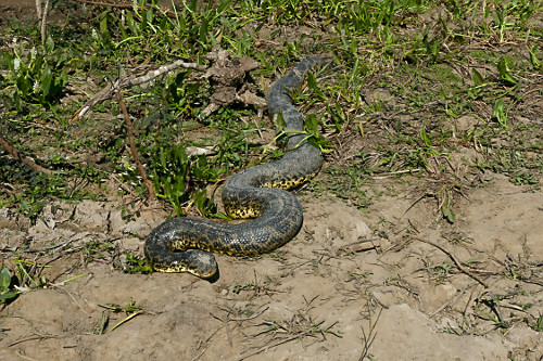 Sucuri - também conhecida como anaconda , arigbóia , boiaçu , boiçu , boiguaçu , boioçu , boitiapóia, b