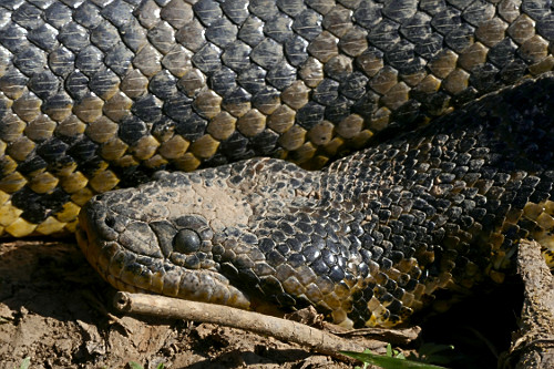 Sucuri - também conhecida como anaconda , arigbóia , boiaçu , boiçu , boiguaçu , boioçu , boitiapóia, b