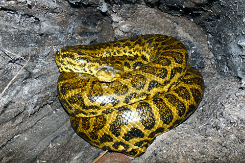 Sucuri-amarela - também conhecida como anaconda , arigbóia , boiaçu , boiçu , boiguaçu , boioçu , boitia