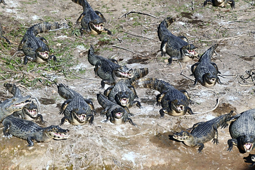 Vista de cima de jacarés-do-pantanal -