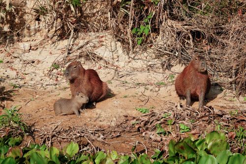Capivaras em área de vazante no Pantanal norte durante a estiagem
