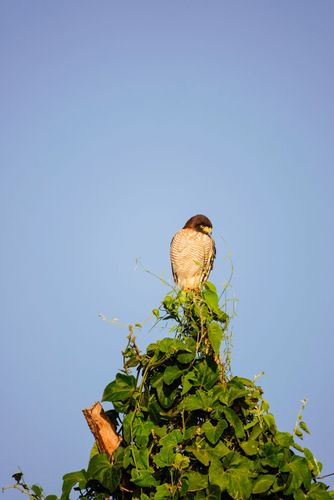Gavião-carijó - também anajé, gavião-indaié -pinhel - pega-pinto, inajé -pinhé, indaié,