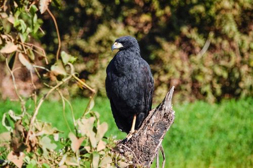 Gavião-preto também gavião caipira , fumaça , tauató-preto , urubitinguá 