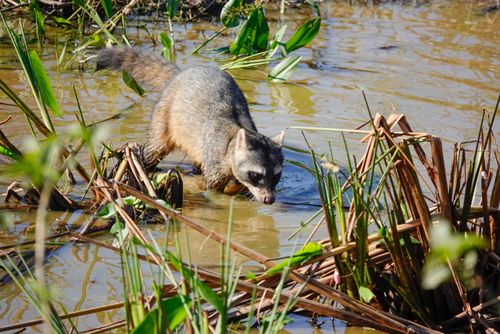 Mão-pelada a procura de alimento em brejo - também cachorro-do-mangue, guaxinim, iguanara, jaguacampeba e ja