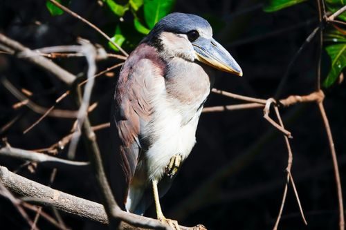 Arapapá em galho de árvore