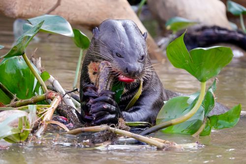 Ariranha comendo peixe