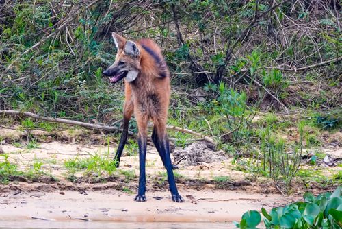 Lobo-guará 