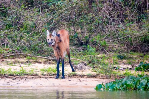 Lobo-guará 