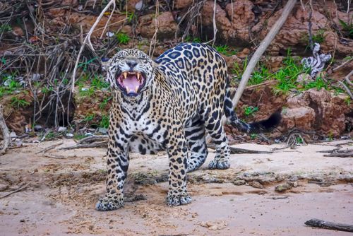 Onça-pintada rugindo