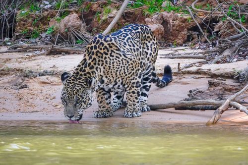 Onça-pintada bebendo água