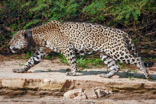 Onça-pintada 