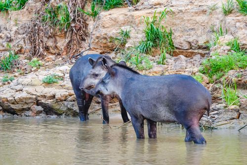 Anta na margem do Rio São Lourenço 