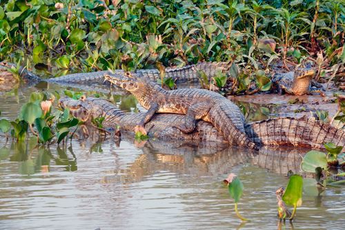 Jacarés-do-pantanal 