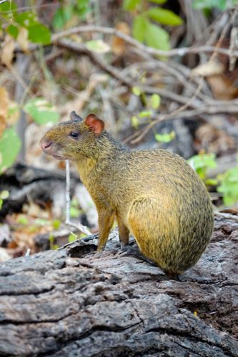 Cutia - Dasyprocta sp - Pantanal