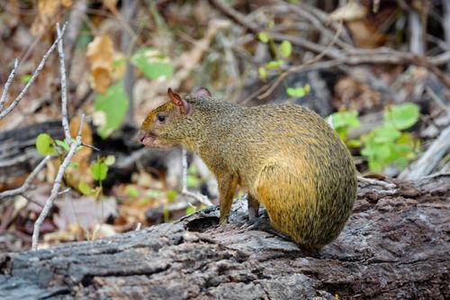 Cutia - Dasyprocta sp - Pantanal