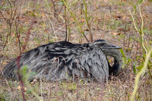 Ema no ninho - Pantanal