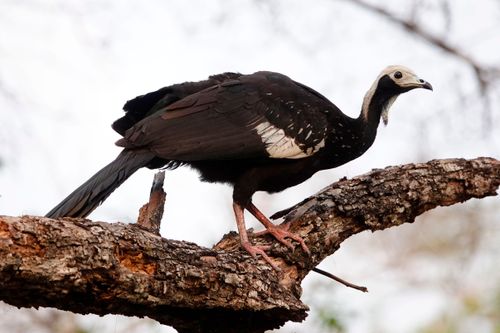 Jacutinga jovem - espécie ameaçada de extinção - Pantanal                              