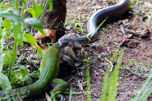 Muçurana - Pseudoboa sp - comendo calango-verde - também denominada cobra-preta ou cobra-do-bem - Pantanal  