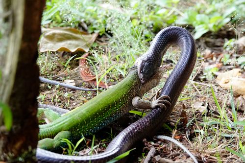 Muçurana - Pseudoboa sp - comendo calango-verde - também denominada cobra-preta ou cobra-do-bem - Pantanal  