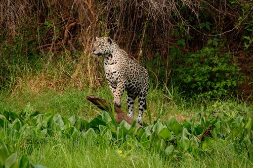 Onca-pintada - Corixo Negro - Pantanal