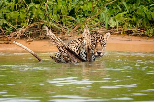 Onca-pintada - Corixo Negro - Pantanal