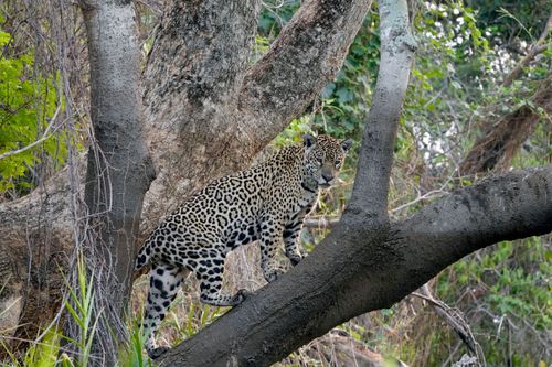 Onca-pintada - Corixo Negro - Pantanal