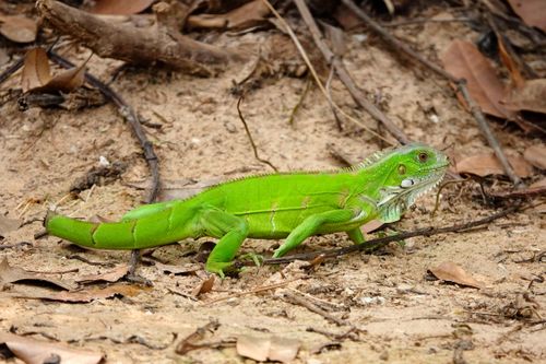 Sinimbu - também denominado iguana-comum , camaleão , cambaleão , senembi , senembu ou tijibu - Pantanal   