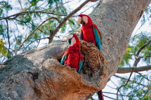 Araras-vermelhas - Pantanal
