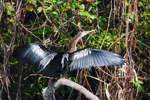 Biguatinga - Pantanal