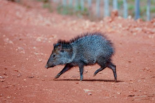 Caititu - Dicotyles sp - Pantanal