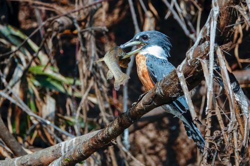 Martim-pescador-grande - também denominado sacatrapa - Pantanal