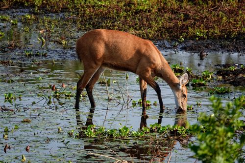 Cervo-do-pantanal - também denominado suaçuetê , suaçupu , suaçuapara e guaçupuçu 