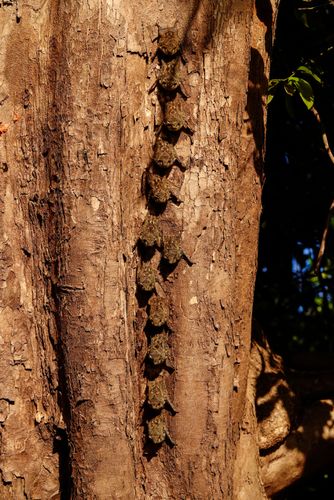 Morcegos-narigudos camuflados em tronco de árvore - Pantanal