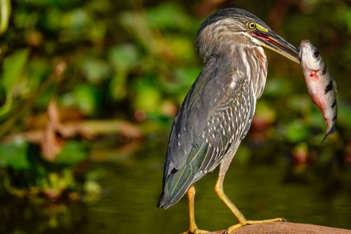 Socozinho com peixe no bico - Pantanal