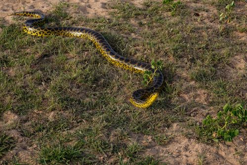 Sucuri-amarela - Pantanal